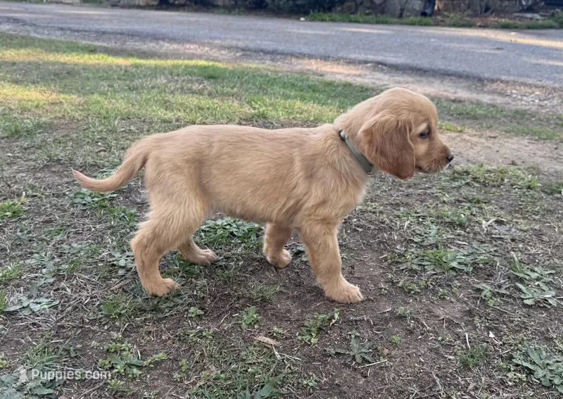 Light blue collar girl  – Golden Retriever puppy for sale in Taylorsville, NC