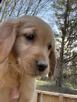 Light blue collar girl , a female Golden Retriever for sale in Taylorsville, NC – Photo 3 of 5