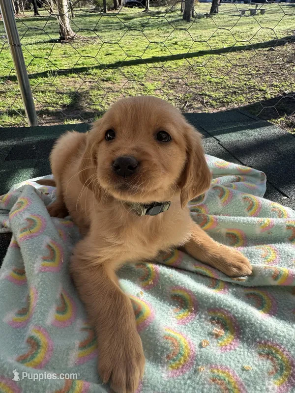 Light blue collar  – Golden Retriever puppy for sale in Taylorsville, NC