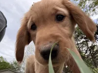 Hunter green  collar girl , a female Golden Retriever for sale in Taylorsville, NC – Photo 5 of 6