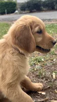 Hunter green  collar girl , a female Golden Retriever for sale in Taylorsville, NC – Photo 4 of 6