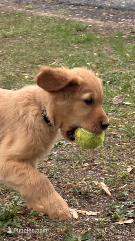 Hunter green  collar girl  – Golden Retriever puppy for sale in Taylorsville, NC