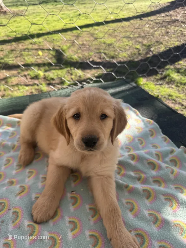 Tiffany blue collar  – Golden Retriever puppy for sale in Taylorsville, NC
