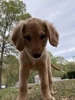 Neon green  Collar Girl , a female Golden Retriever for sale in Taylorsville, NC – Photo 2 of 4
