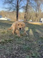 White Collar Girl , a female Golden Retriever for sale in Taylorsville, NC – Photo 2 of 2