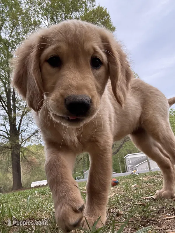 Neon green  Collar Girl  – Golden Retriever puppy for sale in Taylorsville, NC