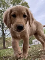Neon green  Collar Girl , a female Golden Retriever for sale in Taylorsville, NC – Photo 1 of 4