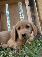 Light blue collar girl , a female Golden Retriever for sale in Taylorsville, NC – Photo 5 of 5