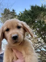 Light blue collar girl , a female Golden Retriever for sale in Taylorsville, NC – Photo 2 of 5