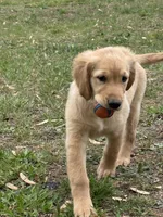 Neon green  Collar Girl , a female Golden Retriever for sale in Taylorsville, NC – Photo 4 of 4