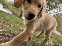 Neon green  Collar Girl , a female Golden Retriever for sale in Taylorsville, NC – Photo 3 of 4