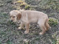 White Collar Girl , a female Golden Retriever for sale in Taylorsville, NC – Photo 1 of 2