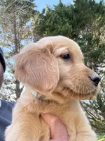 Light blue collar girl , a female Golden Retriever for sale in Taylorsville, NC – Photo 4 of 5