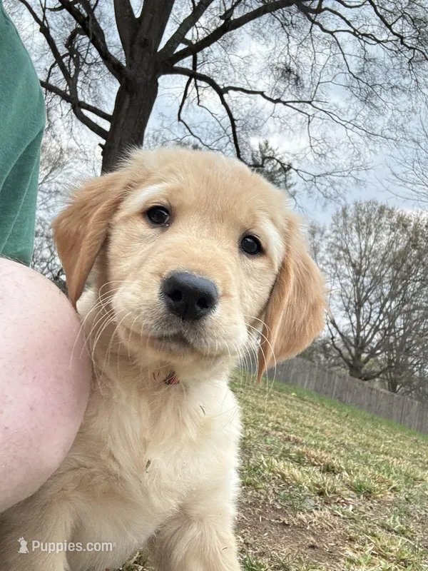 Red collar  – Golden Retriever puppy for sale in Taylorsville, NC