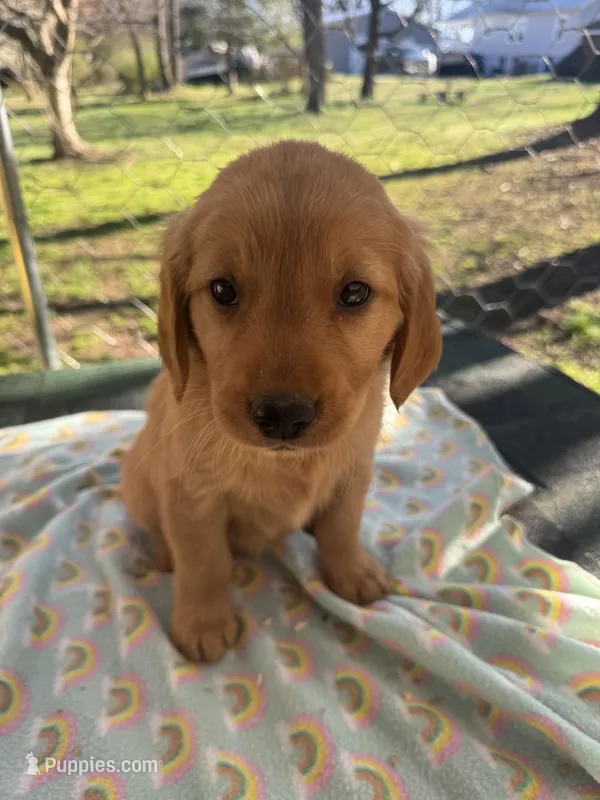 Hot pink collar  – Golden Retriever puppy for sale in Taylorsville, NC
