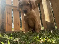 Yellow collar Girl , a female Golden Retriever for sale in Taylorsville, NC – Photo 3 of 3