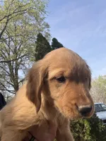 Yellow collar Girl , a female Golden Retriever for sale in Taylorsville, NC – Photo 2 of 3