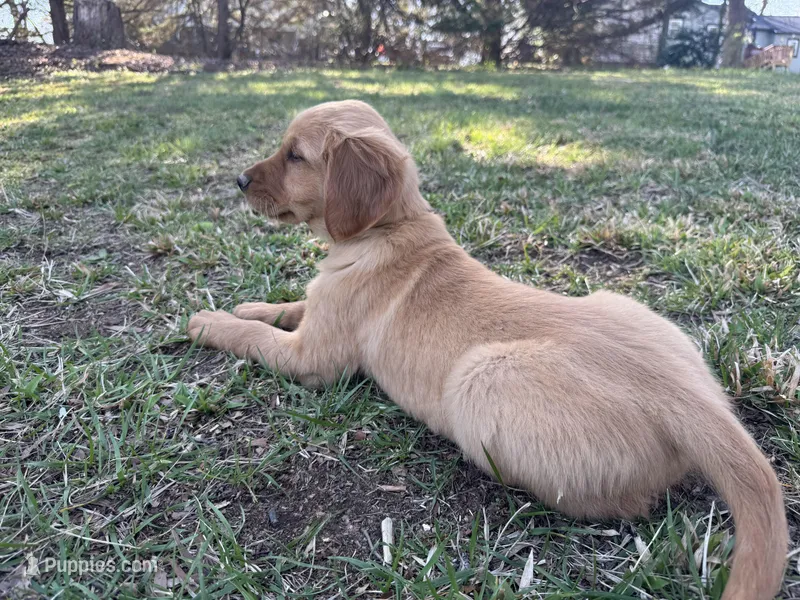 Yellow collar Girl  – Golden Retriever puppy for sale in Taylorsville, NC