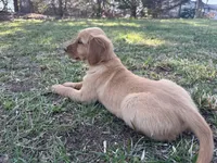 Yellow collar Girl , a female Golden Retriever for sale in Taylorsville, NC – Photo 1 of 3