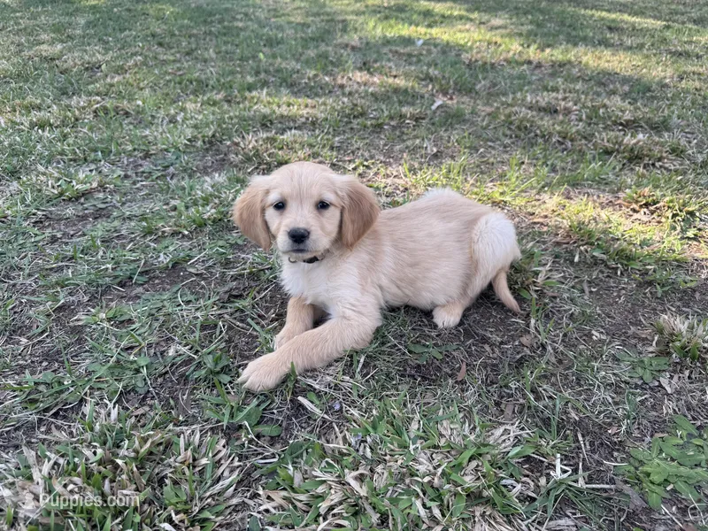 Cream collar Girl  – Golden Retriever puppy for sale in Taylorsville, NC