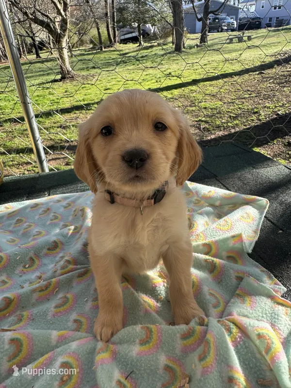 Cream collar , a female Golden Retriever for sale in Taylorsville, NC – Photo 1 of 1