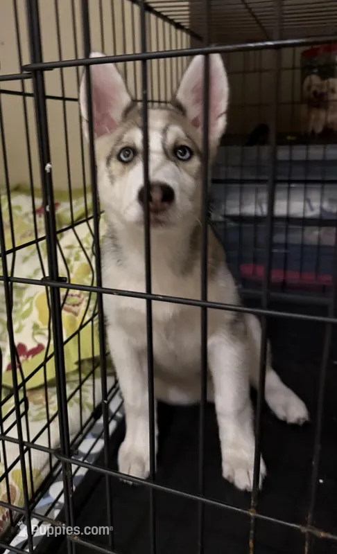 Siberian Husky