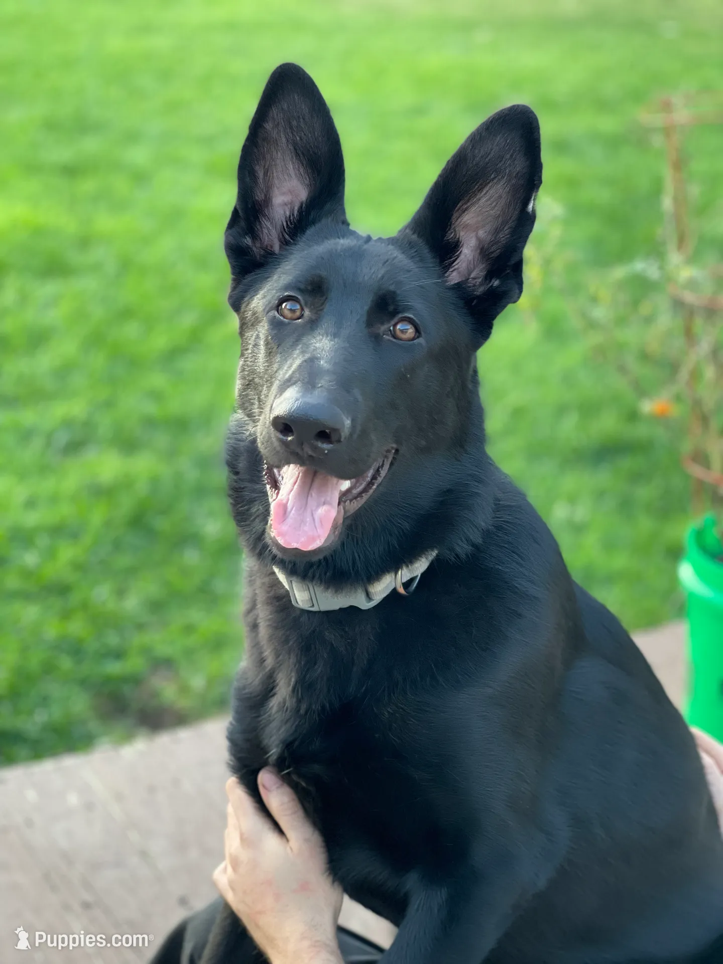 Steve, a male German Shepherd Dog for sale in Pataskala, OH – Photo 4 of 4