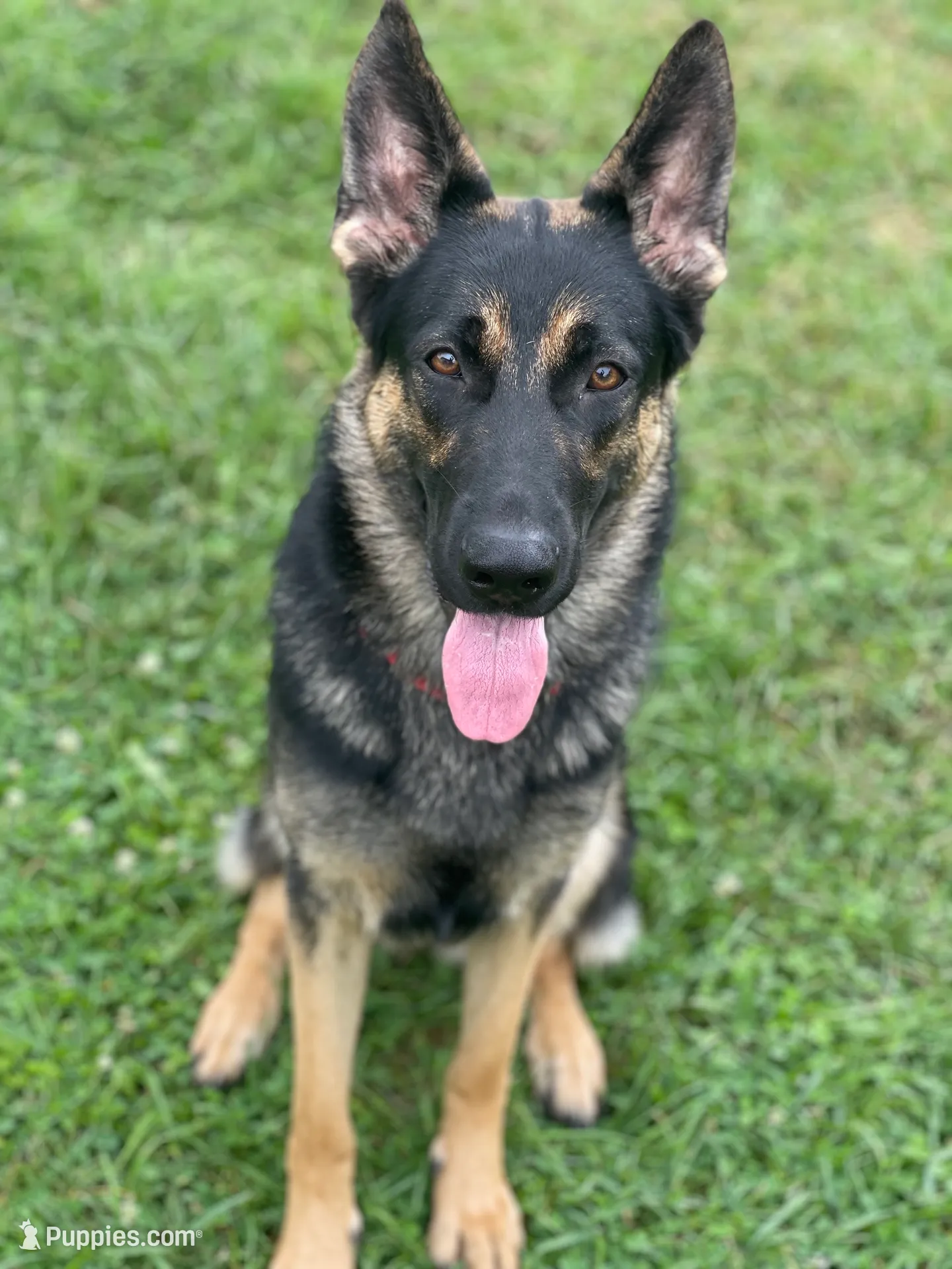 Steve, a male German Shepherd Dog for sale in Pataskala, OH – Photo 3 of 4
