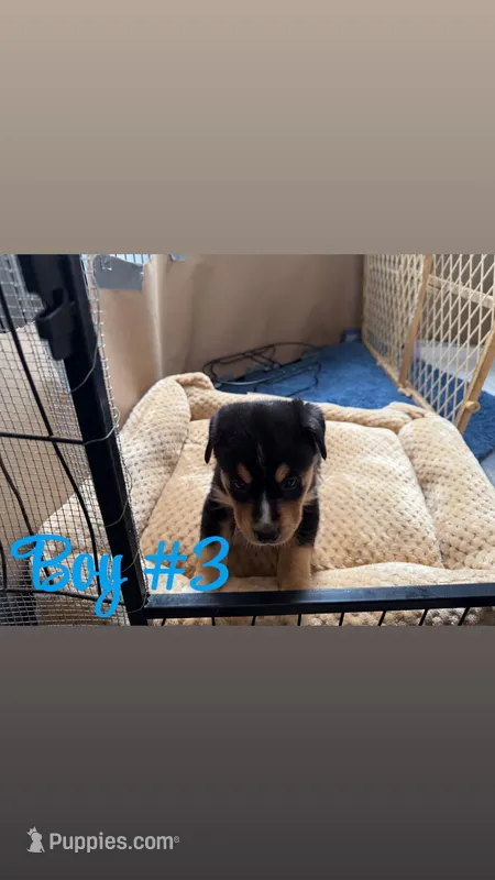 Puppy – Bernese Mountain Dog, Siberian Husky puppy for sale in Newaygo, MI