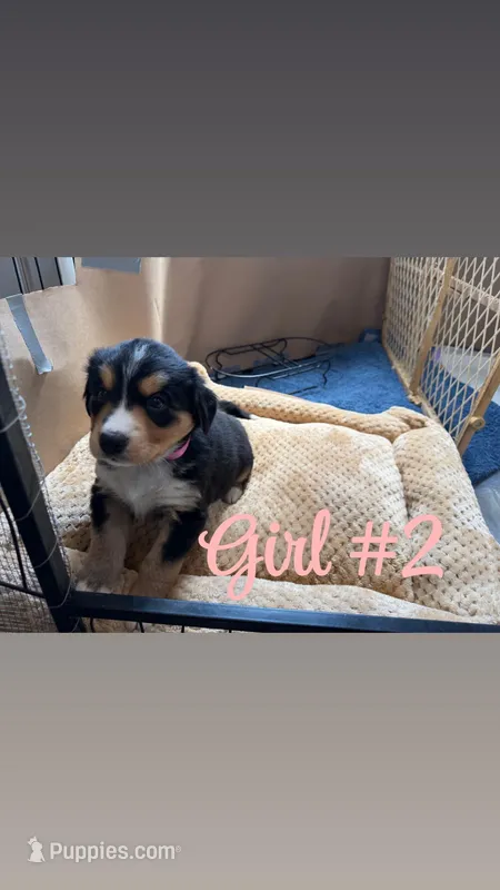 Puppy – Bernese Mountain Dog, Siberian Husky puppy for sale in Newaygo, MI