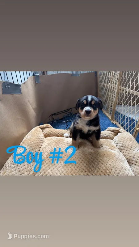 Puppy – Bernese Mountain Dog, Siberian Husky puppy for sale in Newaygo, MI