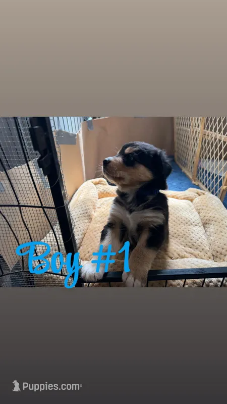 Puppy  – Bernese Mountain Dog, Siberian Husky puppy for sale in Newaygo, MI
