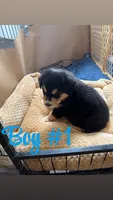 Puppy , a male Bernese Mountain Dog and Siberian Husky for sale in Newaygo, MI – Photo 2 of 2