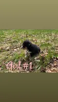 Puppy, a female Bernese Mountain Dog and Siberian Husky for sale in Newaygo, MI – Photo 2 of 2