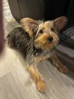 Yoshi, a male Yorkshire Terrier for sale in Pickerington, OH – Photo 3 of 3