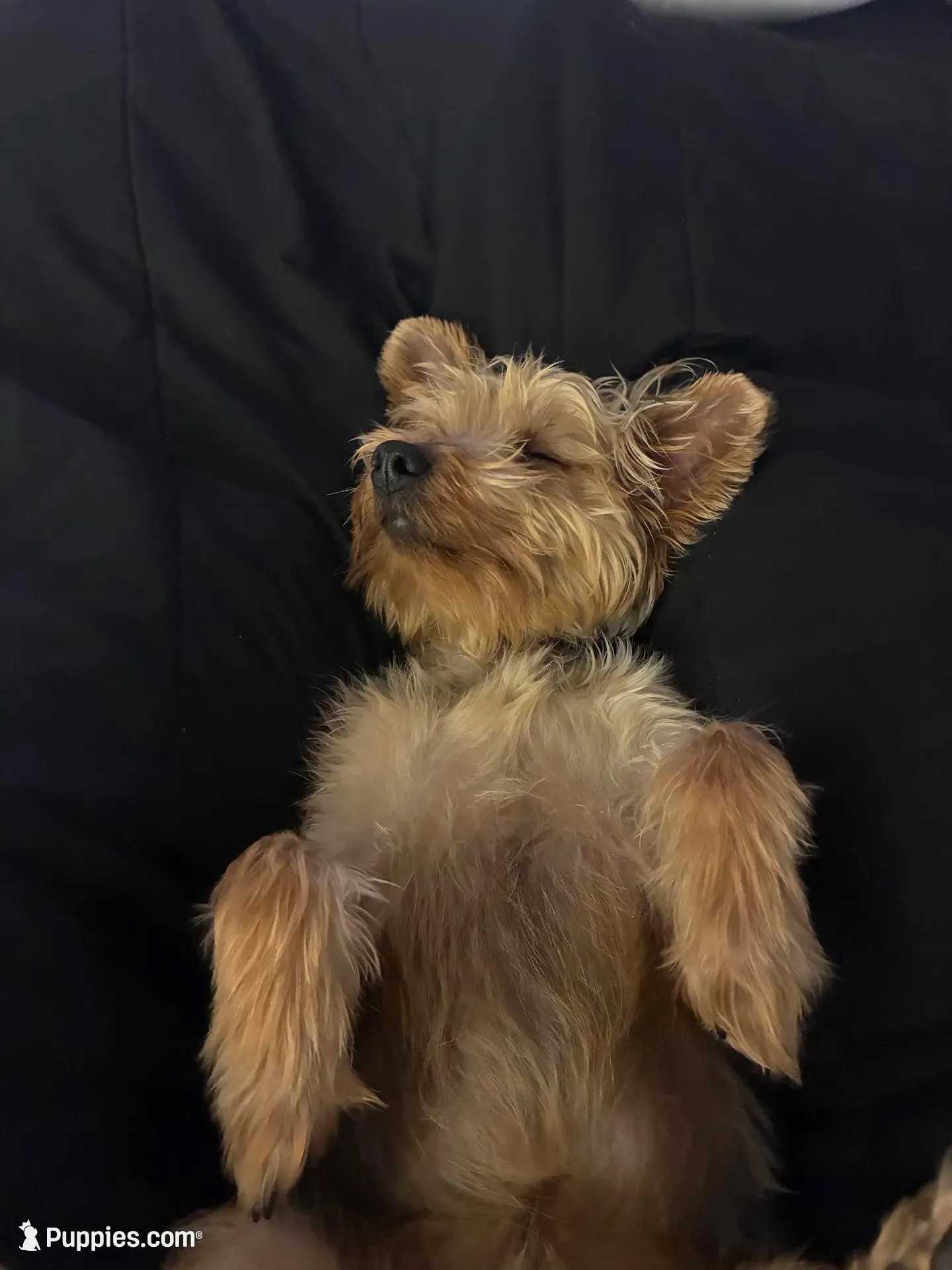 Yoshi, a male Yorkshire Terrier for sale in Pickerington, OH – Photo 2 of 3