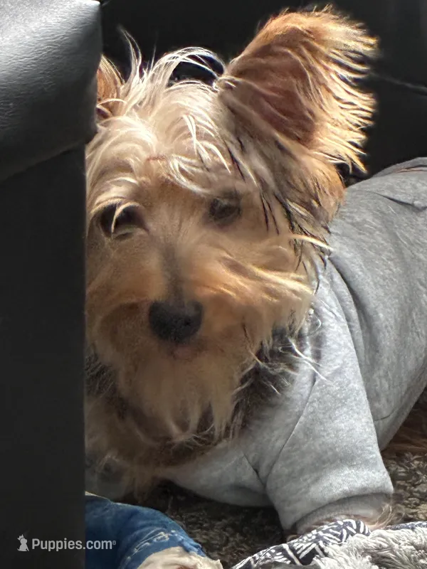 Yoshi – Yorkshire Terrier puppy for sale in Pickerington, OH