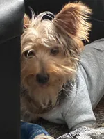 Yoshi, a male Yorkshire Terrier for sale in Pickerington, OH – Photo 1 of 3