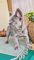 RED is my name ♥️  ( full fluffy ), a male French Bulldog for sale in Kissimmee, FL – 8 of 10
