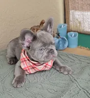 RED is my name ♥️  ( full fluffy ), a male French Bulldog for sale in Kissimmee, FL – 9 of 10