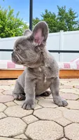 RED is my name ♥️  ( full fluffy ), a male French Bulldog for sale in Kissimmee, FL – 5 of 10