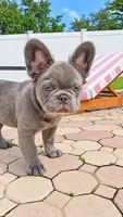 RED is my name ♥️  ( full fluffy ), a male French Bulldog for sale in Kissimmee, FL – 3 of 10