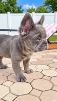 RED is my name ♥️  ( full fluffy ), a male French Bulldog for sale in Kissimmee, FL – 4 of 10