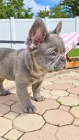 RED is my name ♥️  ( full fluffy ), a male French Bulldog for sale in Kissimmee, FL – 7 of 10