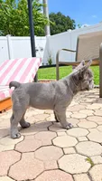 RED is my name ♥️  ( full fluffy ), a male French Bulldog for sale in Kissimmee, FL – 6 of 10