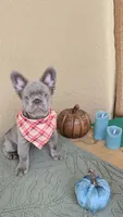 RED is my name ♥️  ( full fluffy ), a male French Bulldog for sale in Kissimmee, FL – 10 of 10