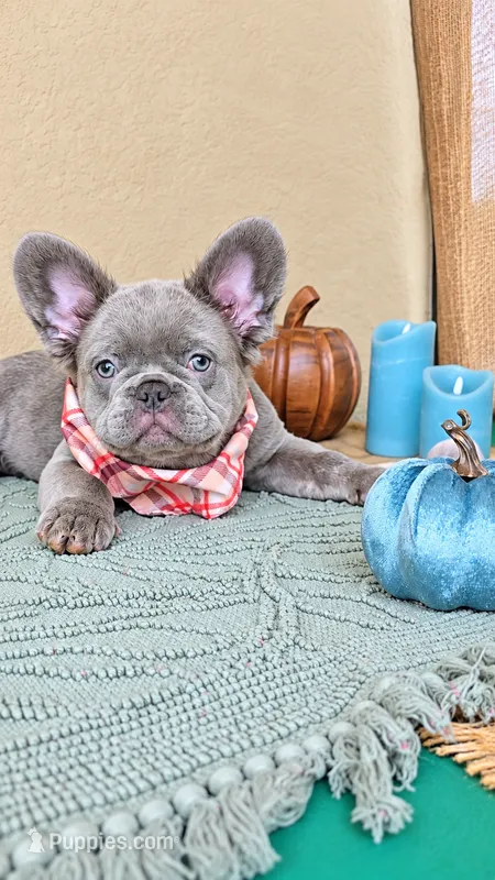 RED is my name ♥️  ( full fluffy ) – French Bulldog puppy for sale in Kissimmee, FL