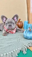 RED is my name ♥️  ( full fluffy ), a male French Bulldog for sale in Kissimmee, FL – 1 of 10
