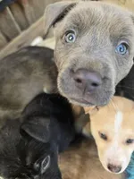 Chloe , a female Australian Shepherd and German Shepherd Dog for sale in Lancaster, CA – Photo 1 of 3