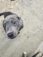 Chloe , a female Australian Shepherd and German Shepherd Dog for sale in Lancaster, CA – Photo 2 of 3